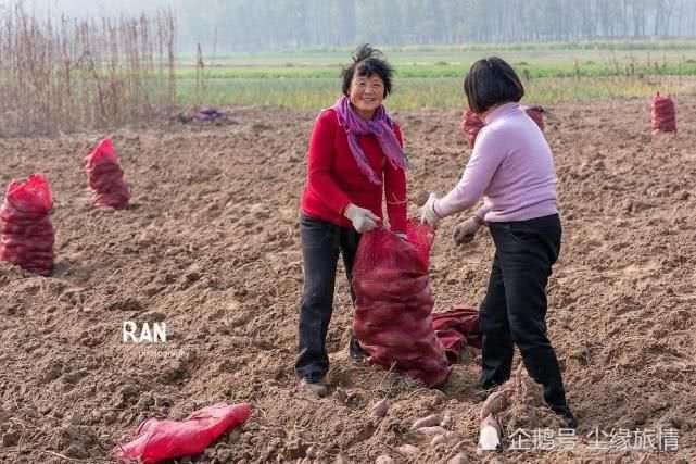 菏泽一个返乡大学生创业的第 一步，种植的500亩地瓜丰收了